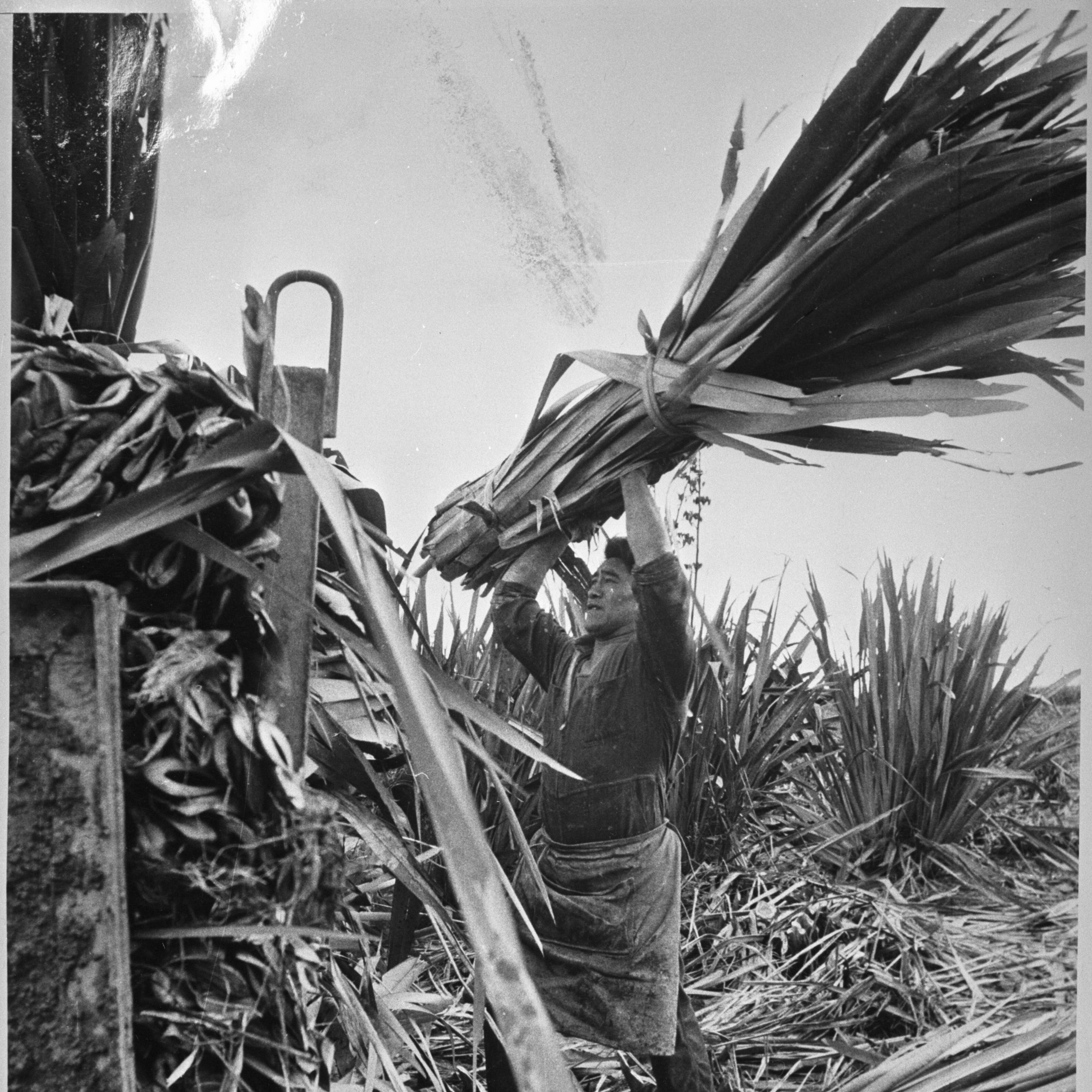 Image depicts manual labourer with apron tied around waist, arms raised as they lift a tied bundle of long flax leaves.